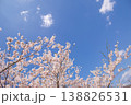 青空と満開の桜 春の風景 コピースペースあり 138826531
