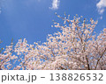 青空と満開の桜 春の風景 コピースペースあり 138826532