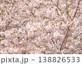 満開の桜クローズアップ 春の華やかな花背景素材 138826533