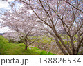 満開の桜並木と田園風景 春の穏やかな日本の風景 138826534