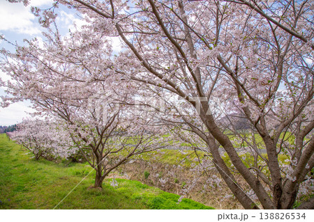 満開の桜並木と田園風景 春の穏やかな日本の風景 満開の桜並木と田園風景 春の穏やかな日本の風景 138826534