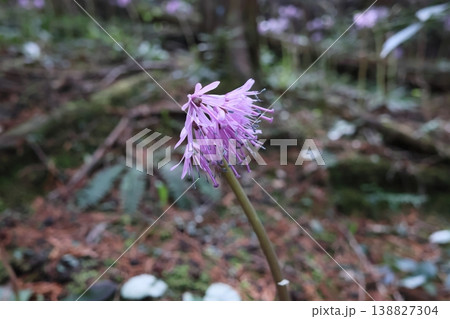 ショウジョウバカマ 138827304