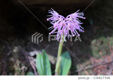 ショウジョウバカマ 138827306