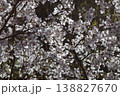 春の日差しを浴びて輝く満開の桜 138827670