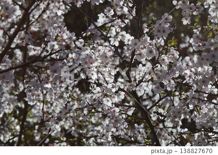 春の日差しを浴びて輝く満開の桜 138827670