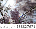 逆光に輝く桜 138827671