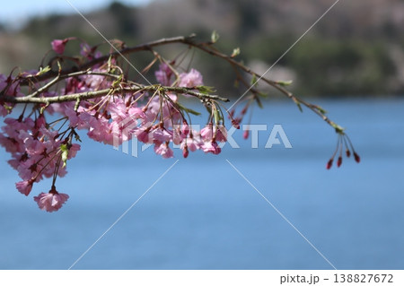 桜のある風景 桜のある風景 138827672
