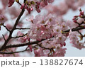 春の訪れを告げる桜 138827674