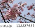 青空に映える満開の桜 138827685