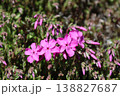 咲き始めた芝桜 138827687