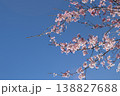 青空に伸びる桜 138827688