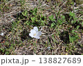 落とされても綺麗な桜 138827689