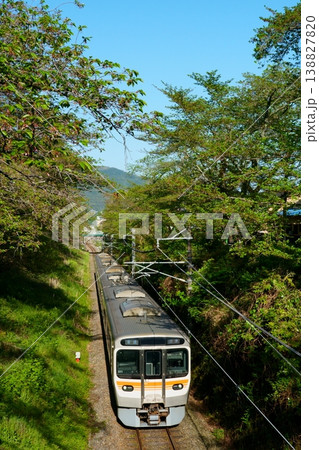 【葉桜の並木】山北~谷峨を走る315系 【葉桜の並木】山北~谷峨を走る315系 138827820