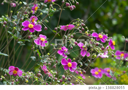 赤紫色の花を咲かせるシュウメイギク 赤紫色の花を咲かせるシュウメイギク 138828055