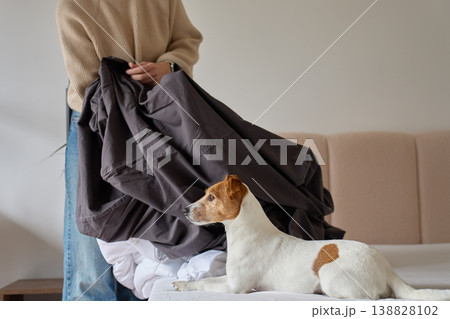 Woman holding dark bedding while Jack Russell terrier lies on bed Woman holding dark bedding while Jack Russell terrier lies on bed 138828102