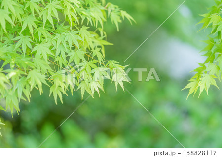 新緑の青もみじと木漏れ日 138828117