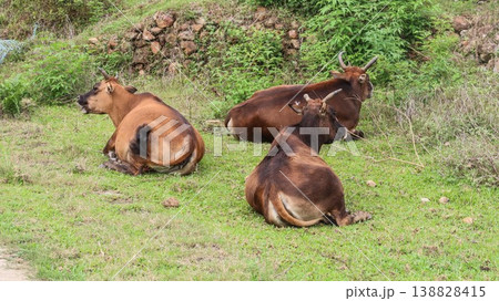 close up of three brown cows resting on grassy pasture near stone wall which is a peaceful rural livestock scene taken in Kuk Po, New Territories, Hong Kong close up of three brown cows resting on grassy pasture near stone wall which is a peaceful rural livestock scene taken in Kuk Po, New Territories, Hong Kong 138828415
