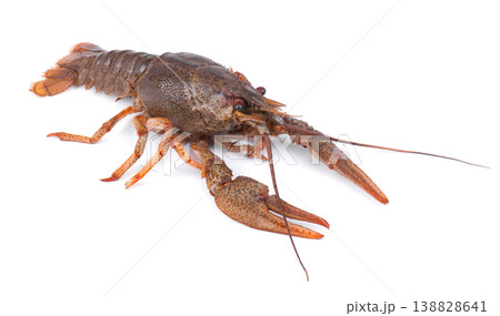 Raw freshwater lobster or crayfish isolated on white background. Live crawfish isolated. Raw freshwater lobster or crayfish isolated on white background. Live crawfish isolated. 138828641