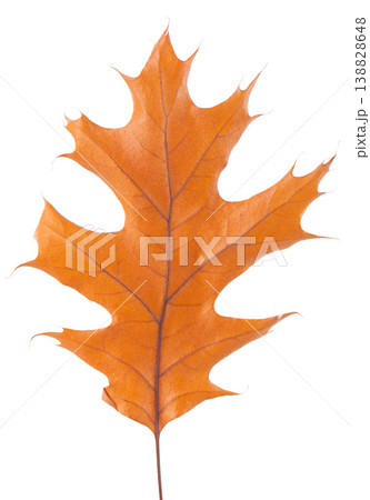 Oak leaf isolated on white background. Yellow autumn oak leaf. Clipping path. Top view. 138828648