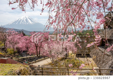 西湖いやしの里　桜　 138828987