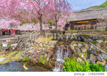 西湖いやしの里 桜 西湖いやしの里 桜 138828989