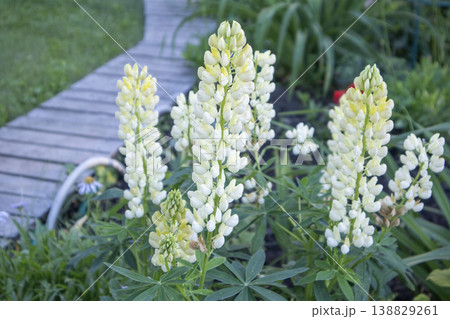 White lupine flowers blooming in a garden with a wooden pathway and green foliage in the background, showcasing vibrant natural beauty and plant diversity 138829261