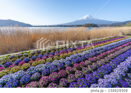 富士山 花畑 河口湖 富士山 花畑 河口湖 138829308
