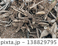 A pile of dried out dahlia tubers. 138829795
