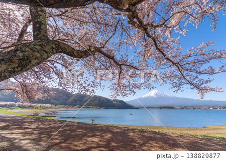 桜咲く河口湖　富士山　 138829877