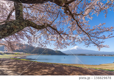 桜咲く　河口湖　富士山　 138829878