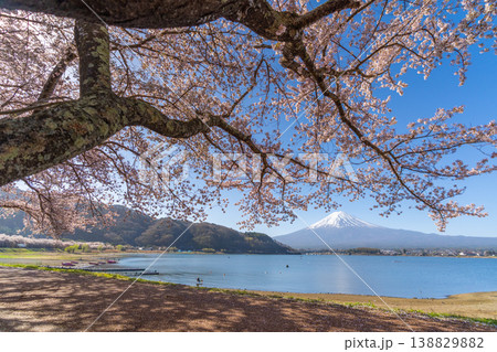 桜咲く　河口湖　富士山　 138829882