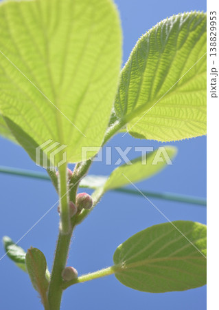 キウイフルーツの花芽と若葉 成長する果樹の春イメージ キウイフルーツの花芽と若葉 成長する果樹の春イメージ 138829953