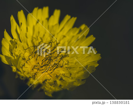 beautiful flower in the nature beautiful flower in the nature 138830181