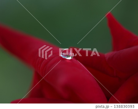 深紅のバラの花びらに宿る、宝石のような一滴の水滴 深紅のバラの花びらに宿る、宝石のような一滴の水滴 138830393
