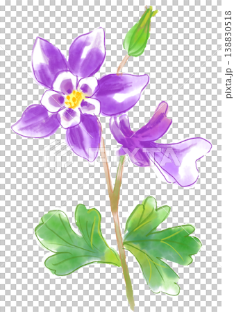 A hand-painted watercolor illustration of blooming columbine flowers. 138830518
