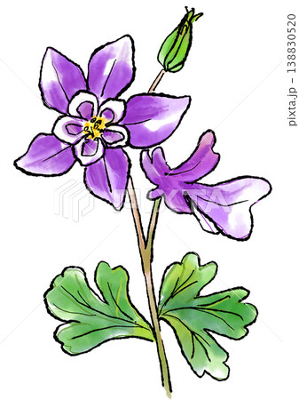 咲き誇るオダマキの花の手描きの線画と水彩イラスト 138830520
