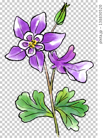 咲き誇るオダマキの花の手描きの線画と水彩イラスト 138830520