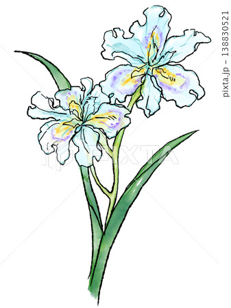 咲き誇るシャガの花の手描きの線画と水彩イラスト 138830521