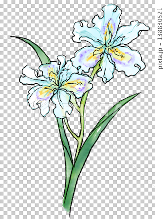 咲き誇るシャガの花の手描きの線画と水彩イラスト 138830521