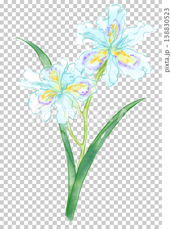 A hand-painted watercolor illustration of iris flowers in full bloom. 138830523