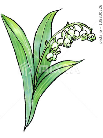 咲き誇るスズランの花の手描きの線画と水彩イラスト 咲き誇るスズランの花の手描きの線画と水彩イラスト 138830526