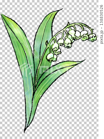 咲き誇るスズランの花の手描きの線画と水彩イラスト 咲き誇るスズランの花の手描きの線画と水彩イラスト 138830526