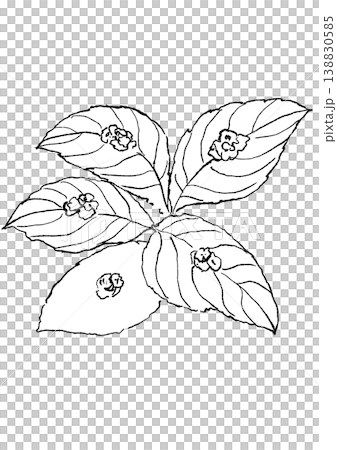 一幅手繪線條藝術插圖，描繪了盛開的冬青花。 138830585