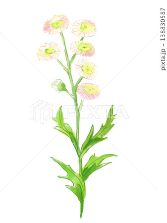咲き誇るハルジオンの花の手描きの水彩イラスト 138830587