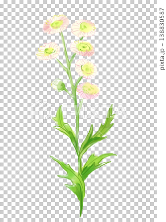 咲き誇るハルジオンの花の手描きの水彩イラスト 138830587