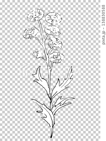 A hand-drawn line art illustration of blooming fleabane flowers. 138830588