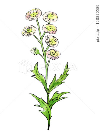 咲き誇るハルジオンの花の手描きの線画と水彩イラスト 咲き誇るハルジオンの花の手描きの線画と水彩イラスト 138830589