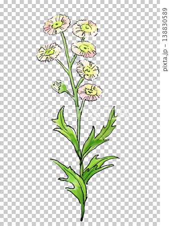 咲き誇るハルジオンの花の手描きの線画と水彩イラスト 咲き誇るハルジオンの花の手描きの線画と水彩イラスト 138830589