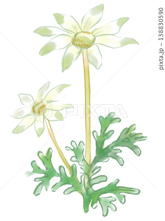 咲き誇るフランネルフラワーの花の手描きの水彩イラスト 138830590