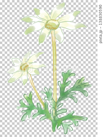 咲き誇るフランネルフラワーの花の手描きの水彩イラスト 138830590